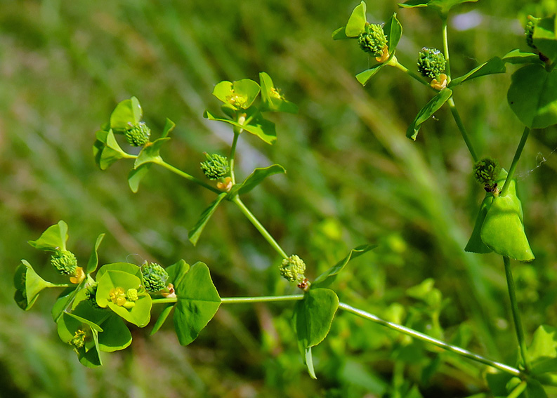 Euphorbia3e