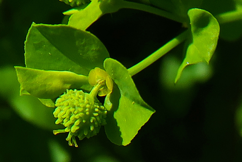 Euphorbia3i