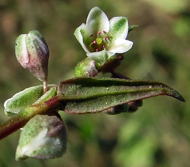 Fallopia4b