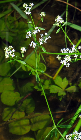 Galium5