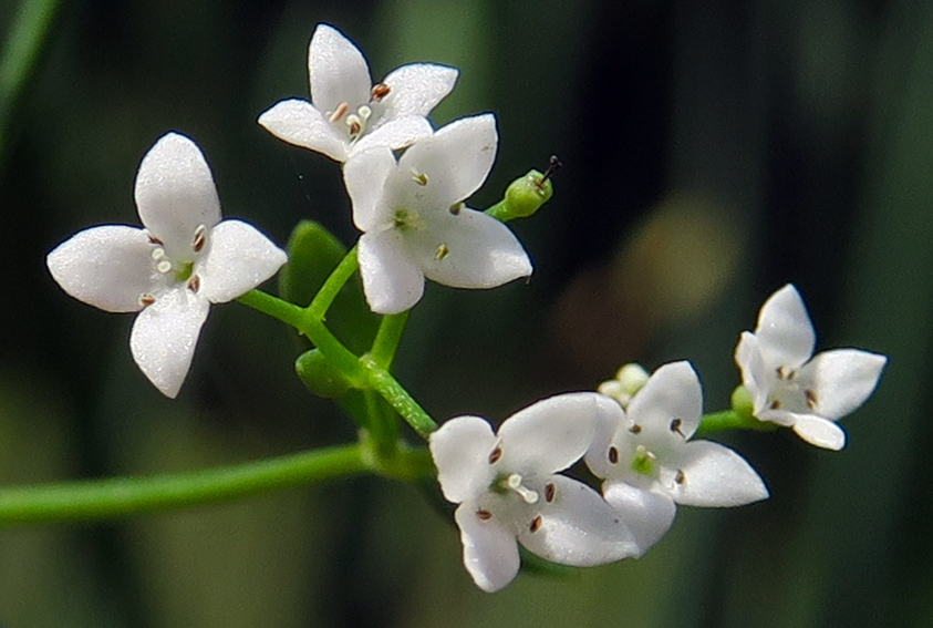 Galium7