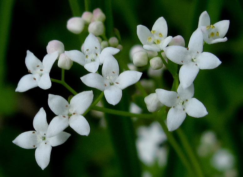 Galium3