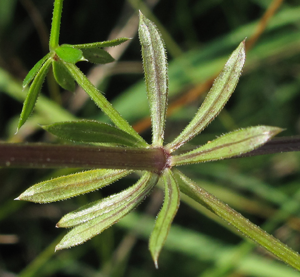 Galium2