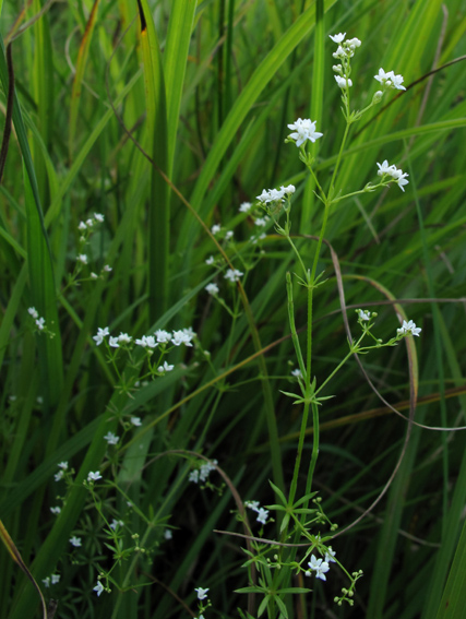 Galium1