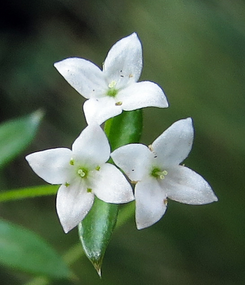 Galium3a1