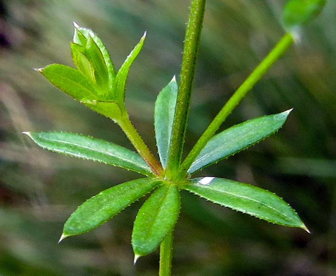 Galium2a