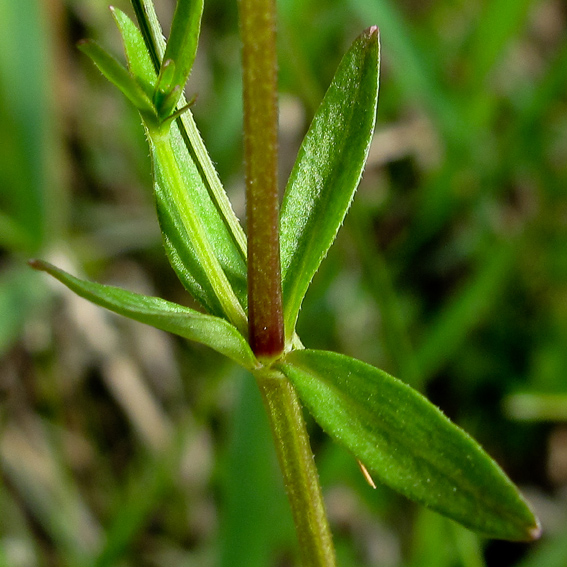 Galium3b