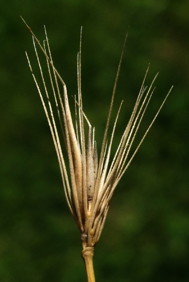 Hordeum3a