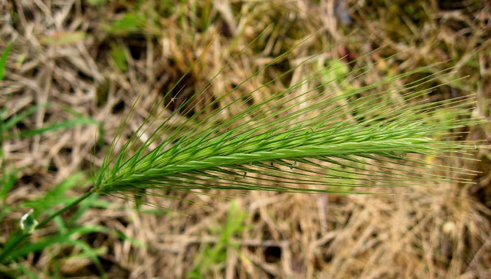 Hordeum1