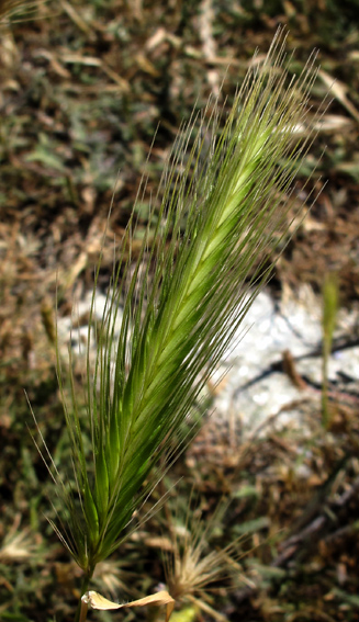 Hordeum0