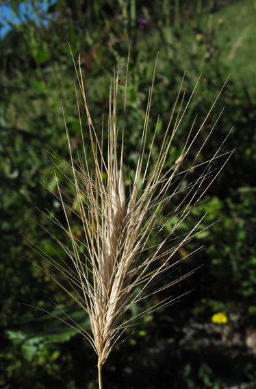 Hordeum2a