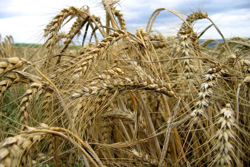 Triticum1