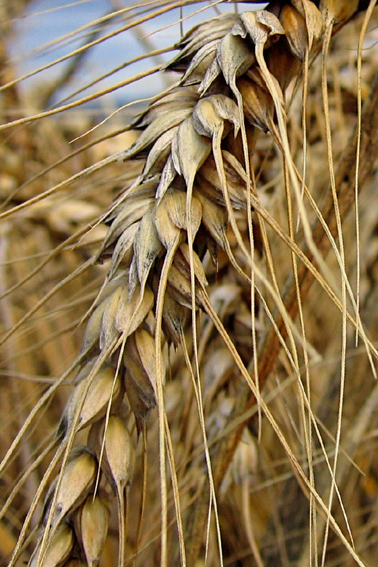 Triticum2