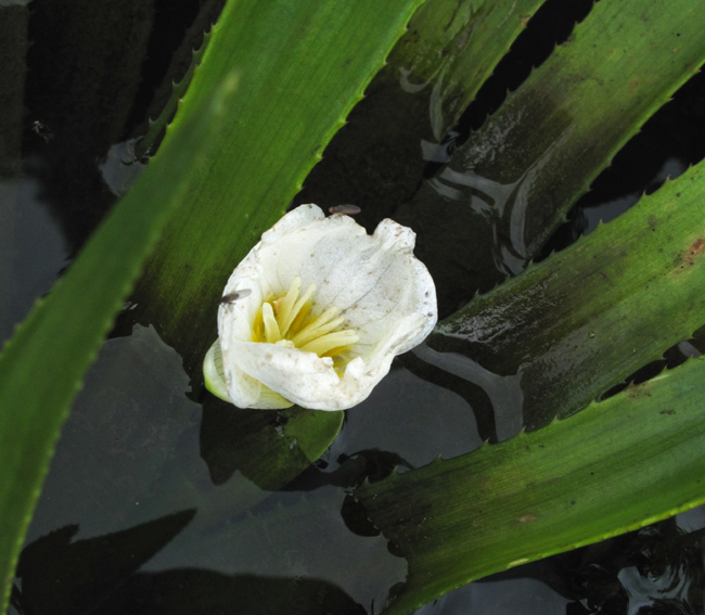 Stratiotes3