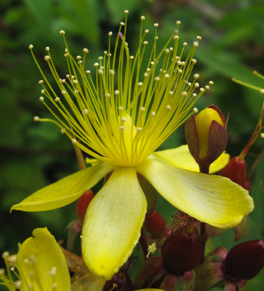 Hypericum25