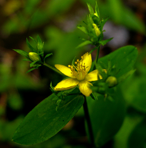 Hypericum8