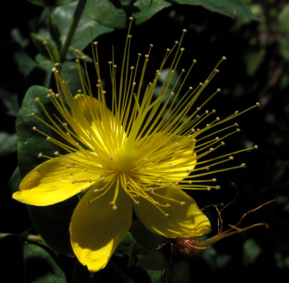 Hypericum13