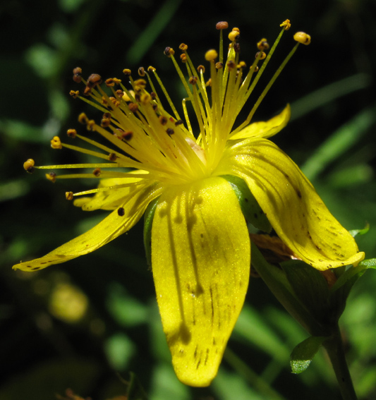 Hypericum21