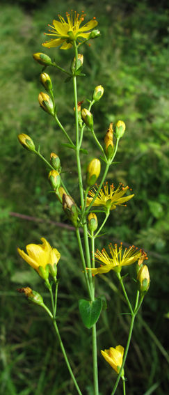 Hypericum11