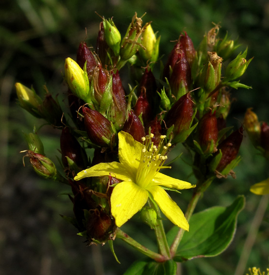 Hypericum4