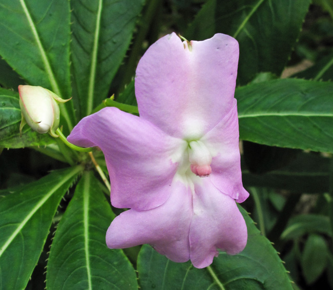 Impatiens8