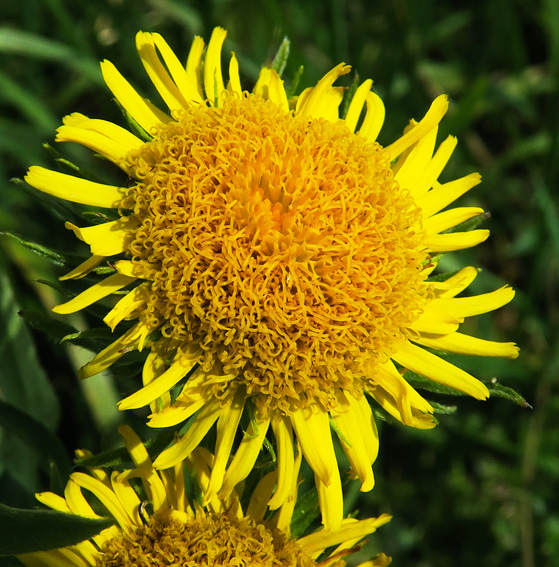 Inula12