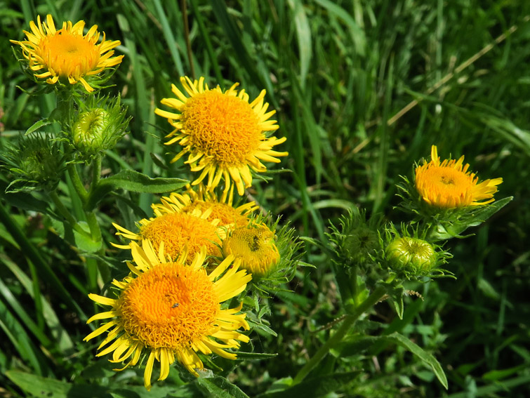 Inula11