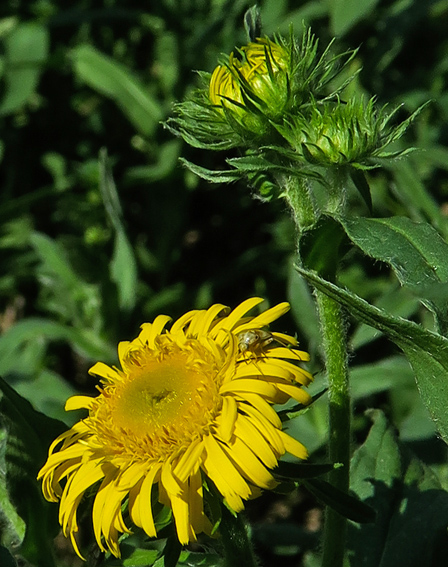 Inula2