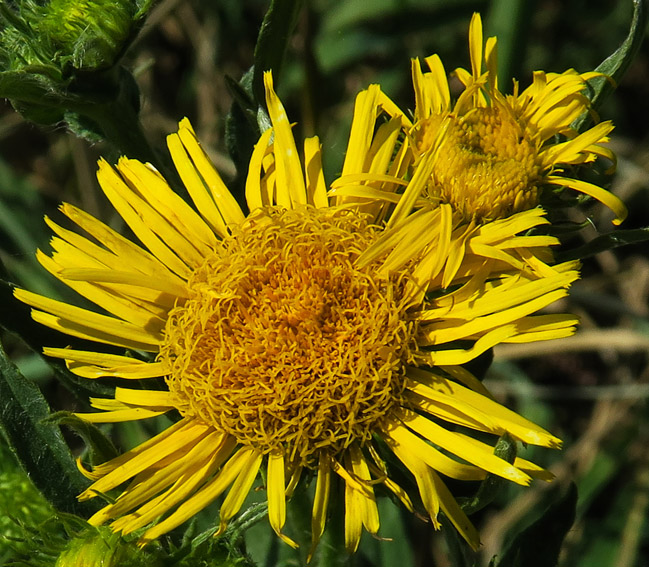 Inula3