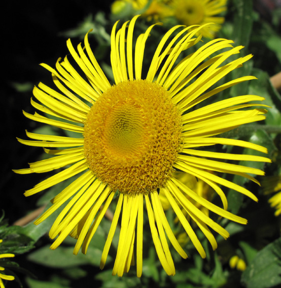 Inula4