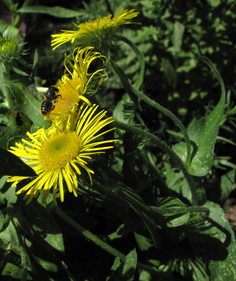 Inula1