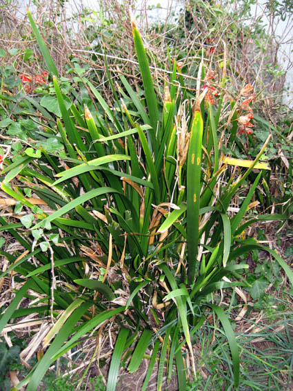Iris7