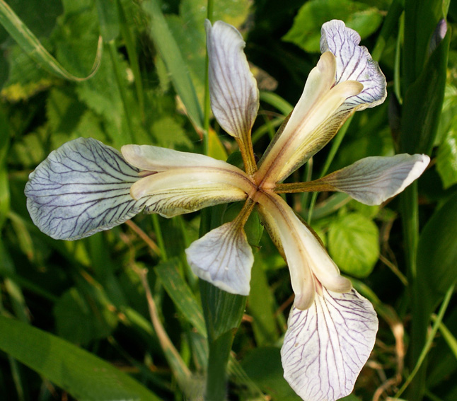 Iris8