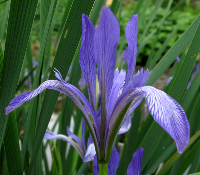 Iris11