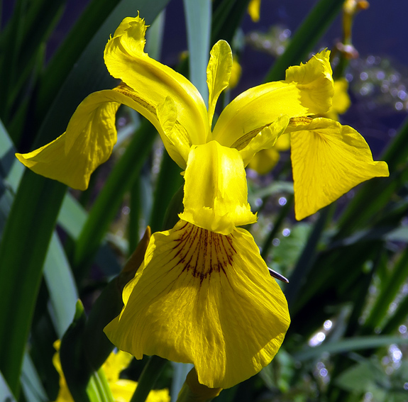 Iris3b