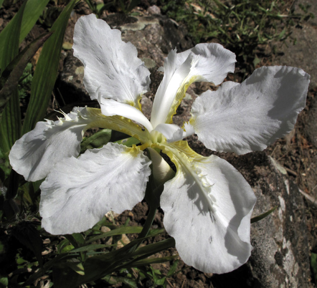 Iris13