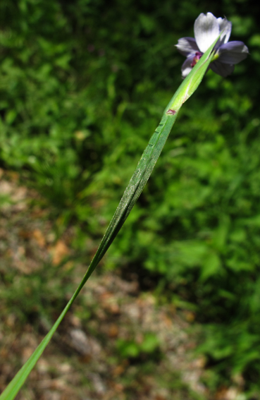 Sisyrinchium1