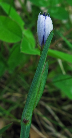 Sisyrinchium2