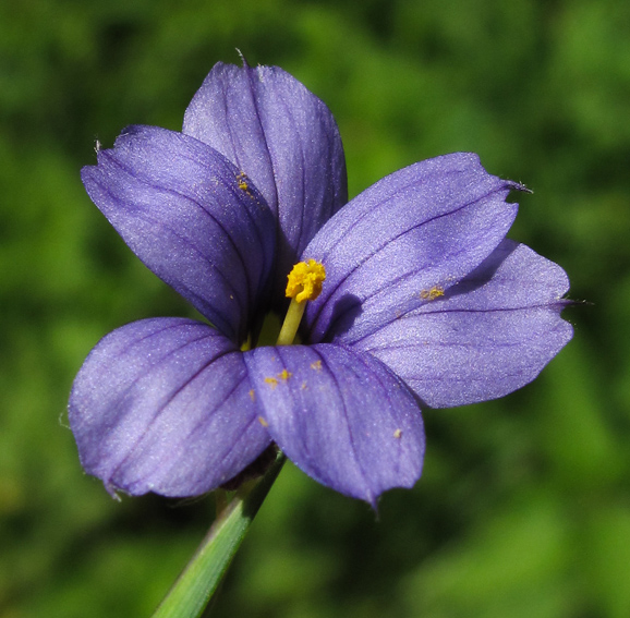 sisyrinchium7