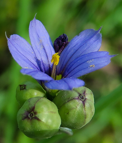 Sisyrinchium5