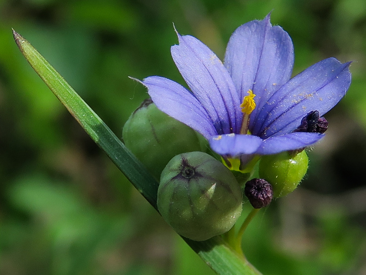 Sisyrinchium6