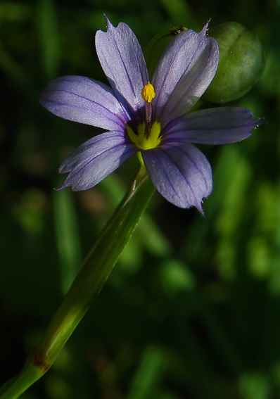 Sisyrinchium12