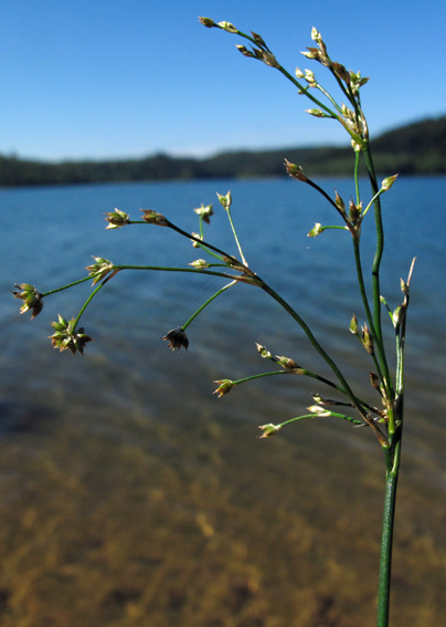 Juncus126