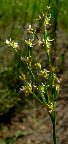 Juncus17