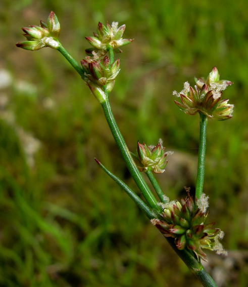 Juncus12