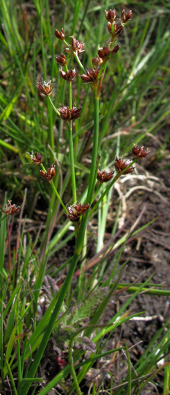 Juncus11