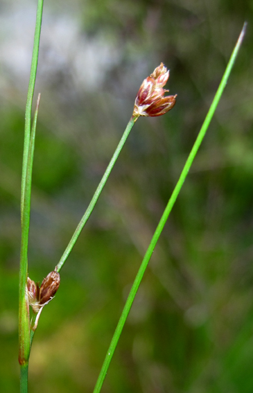 Juncus13d