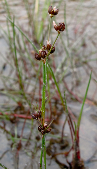 Juncus111