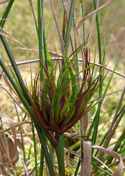 Juncus117