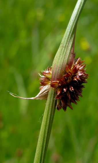 Juncus43